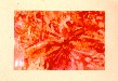 Moth Pattern